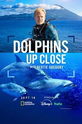 《摄影师贝尔蒂与海豚零距离》：绝美镜头下的海洋悲歌，人与自然的距离有多远？